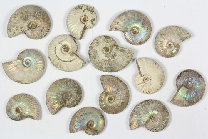 Lot: KG Silver Iridescent Ammonites (-) - Pieces #79443